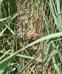 Found a fawn trapped in the rocks while kayaking here and was able to get it back to safety