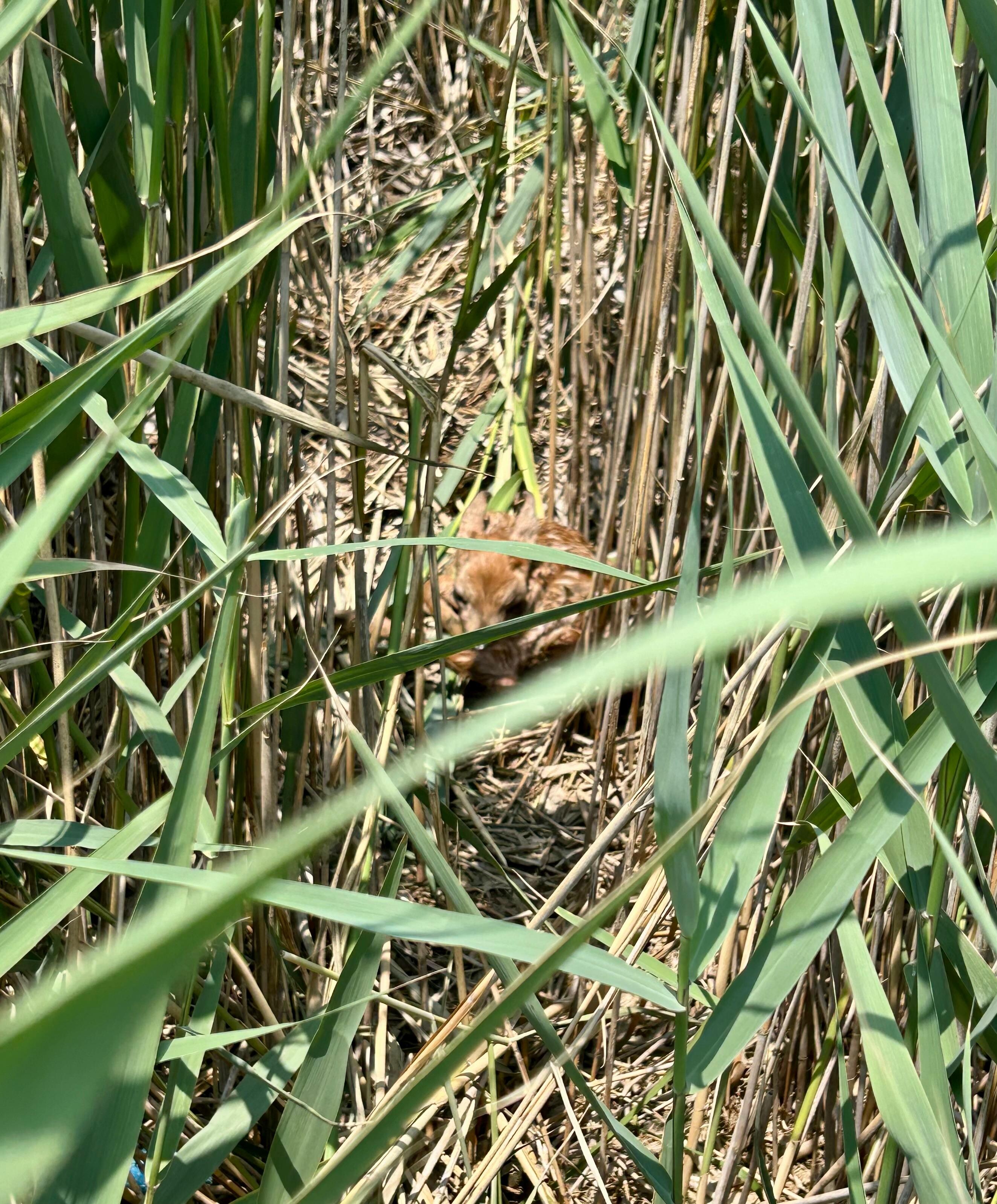 Found a fawn trapped in the rocks while kayaking here and was able to get it back to safety 