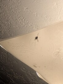 Light fixture