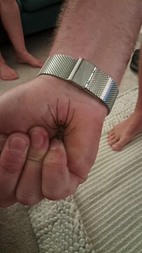 Spider caught in front room