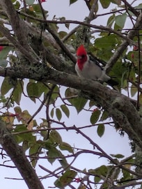 Beautiful cardinals outside by our porch