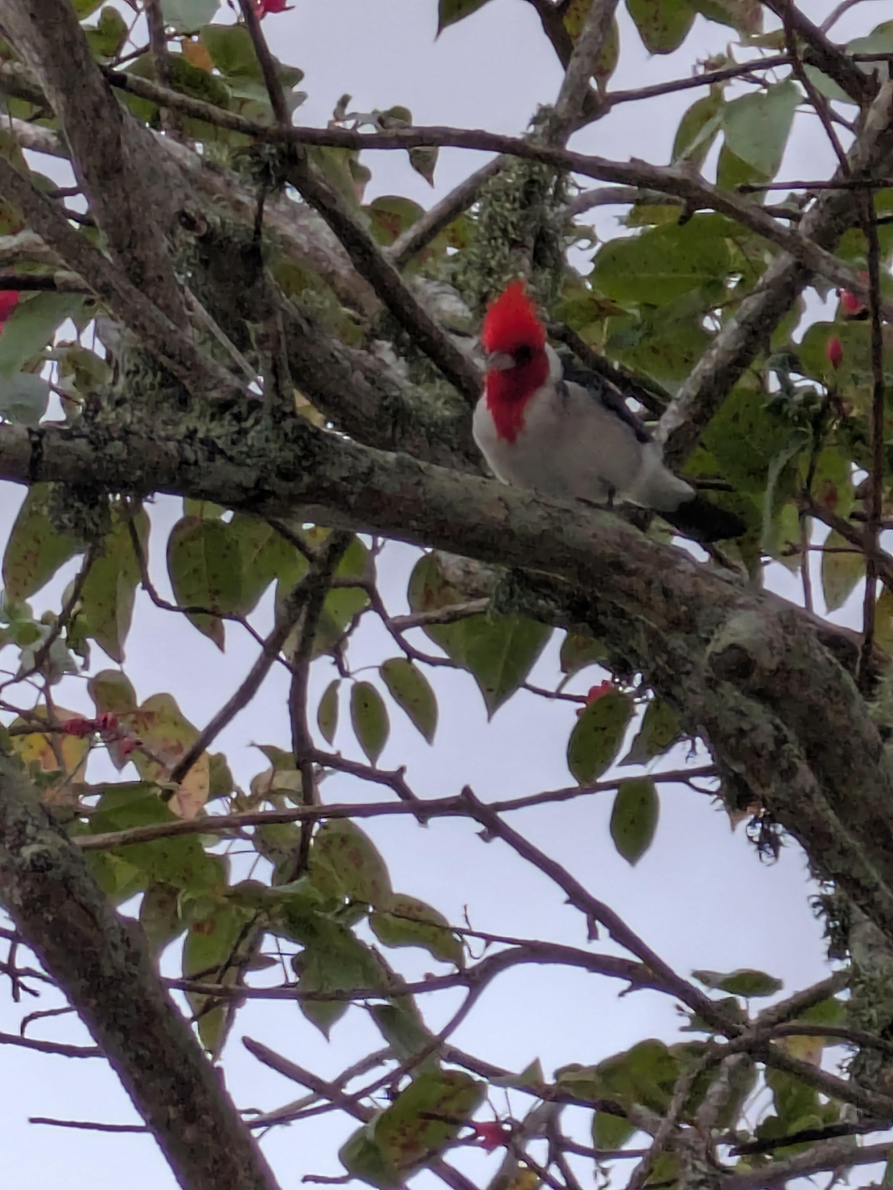 Beautiful cardinals outside by our porch