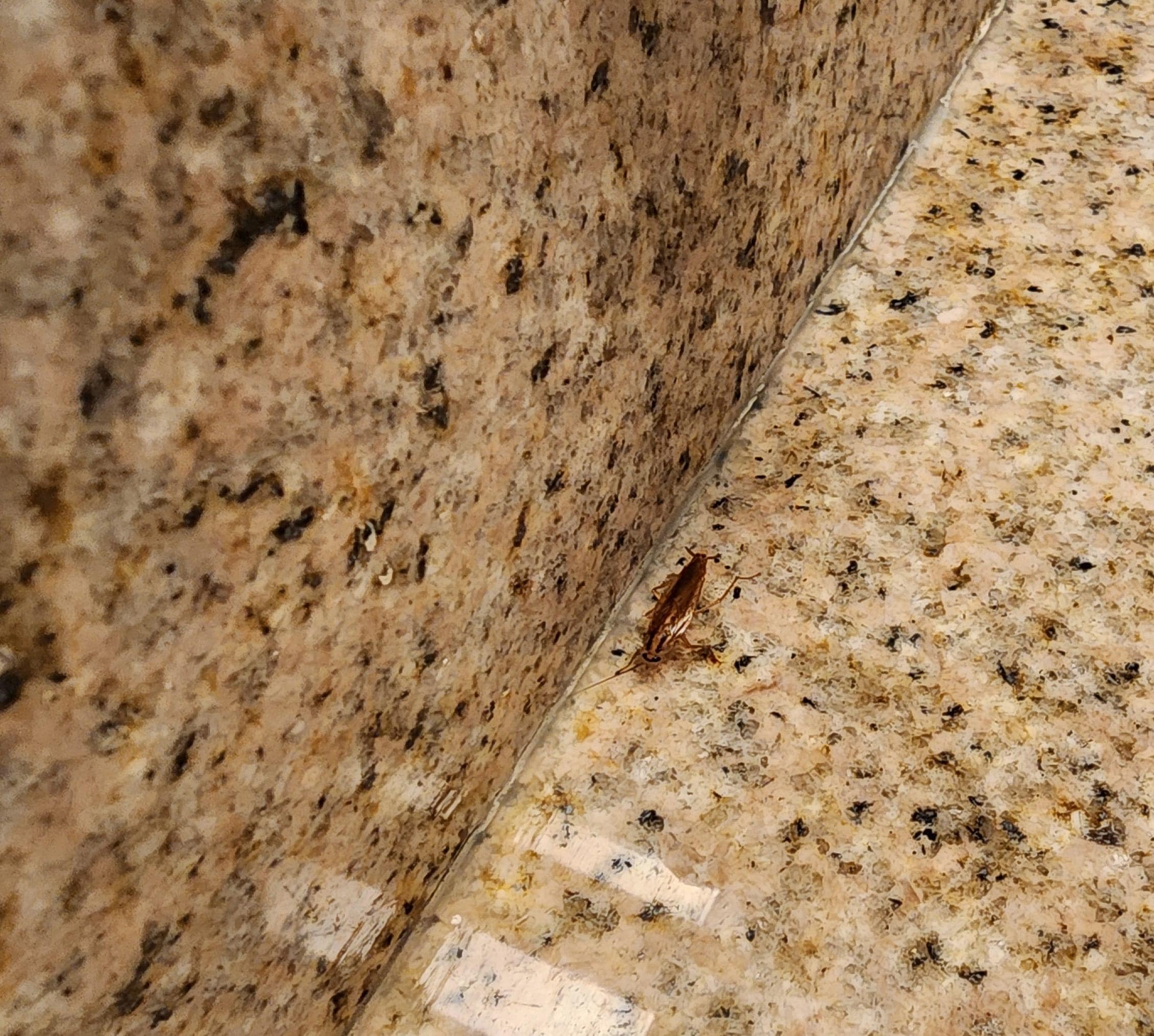 Roach by bathroom sink