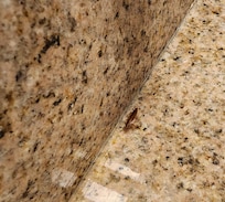 Roach by bathroom sink