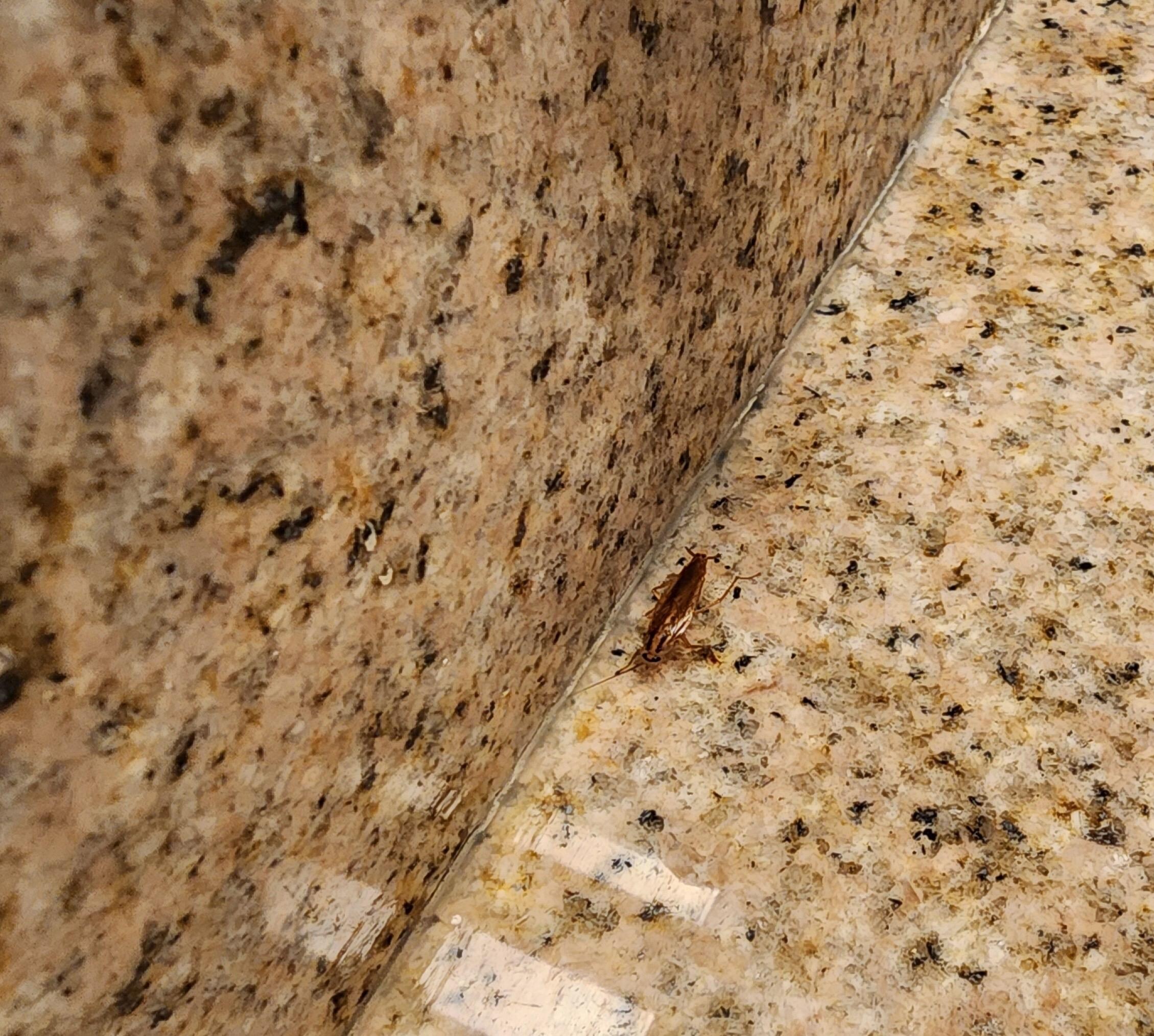 Roach by bathroom sink