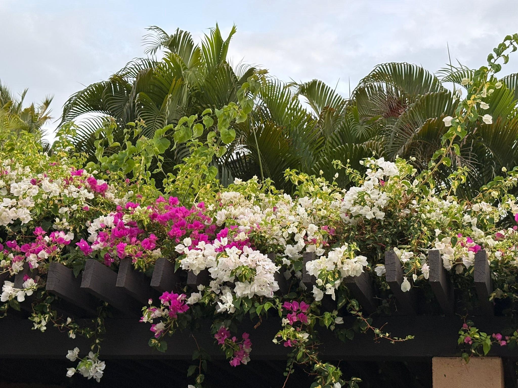 Even the entryway to our condo was a botanical garden.