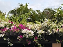 Even the entryway to our condo was a botanical garden.