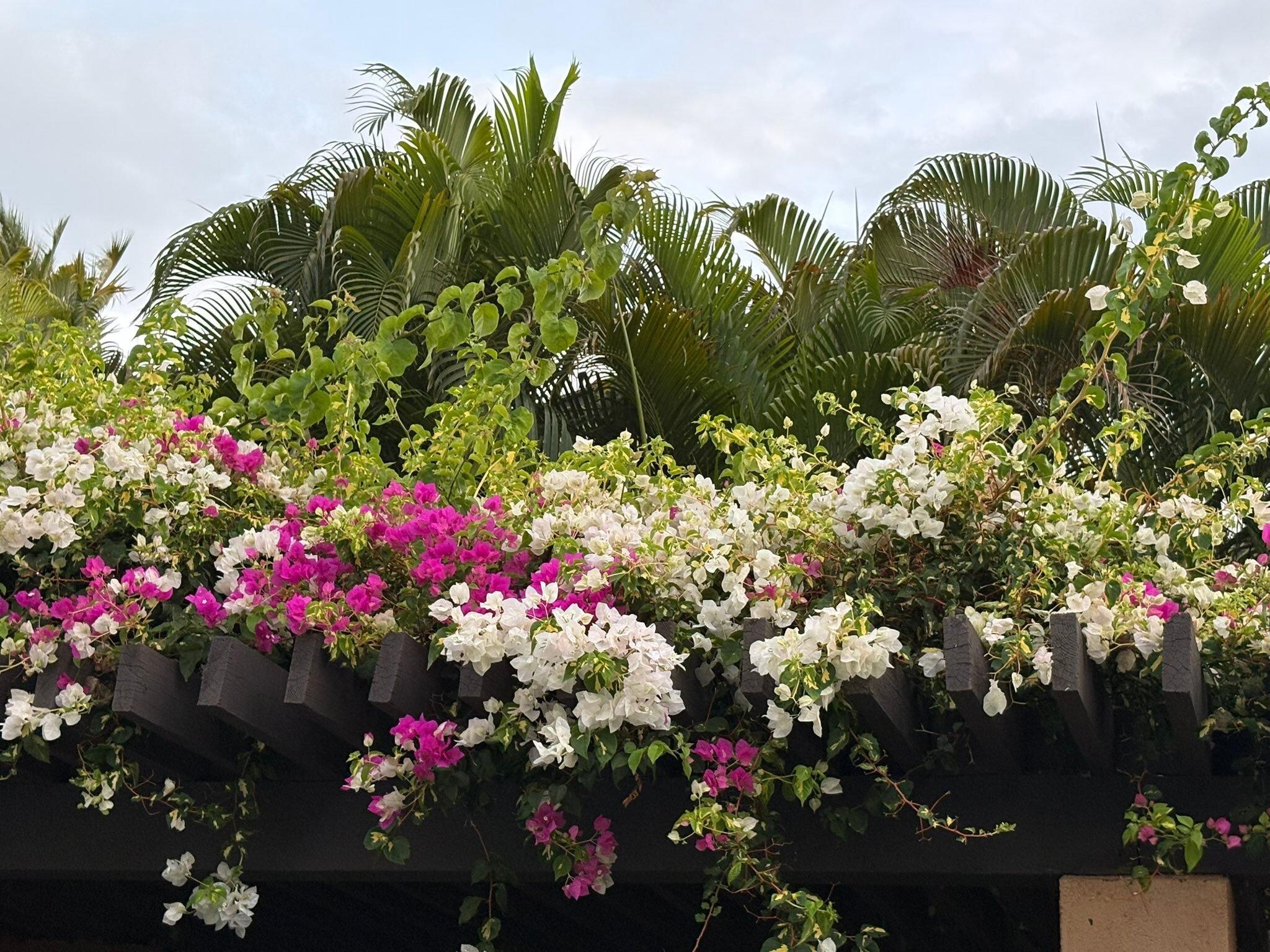 Even the entryway to our condo was a botanical garden.