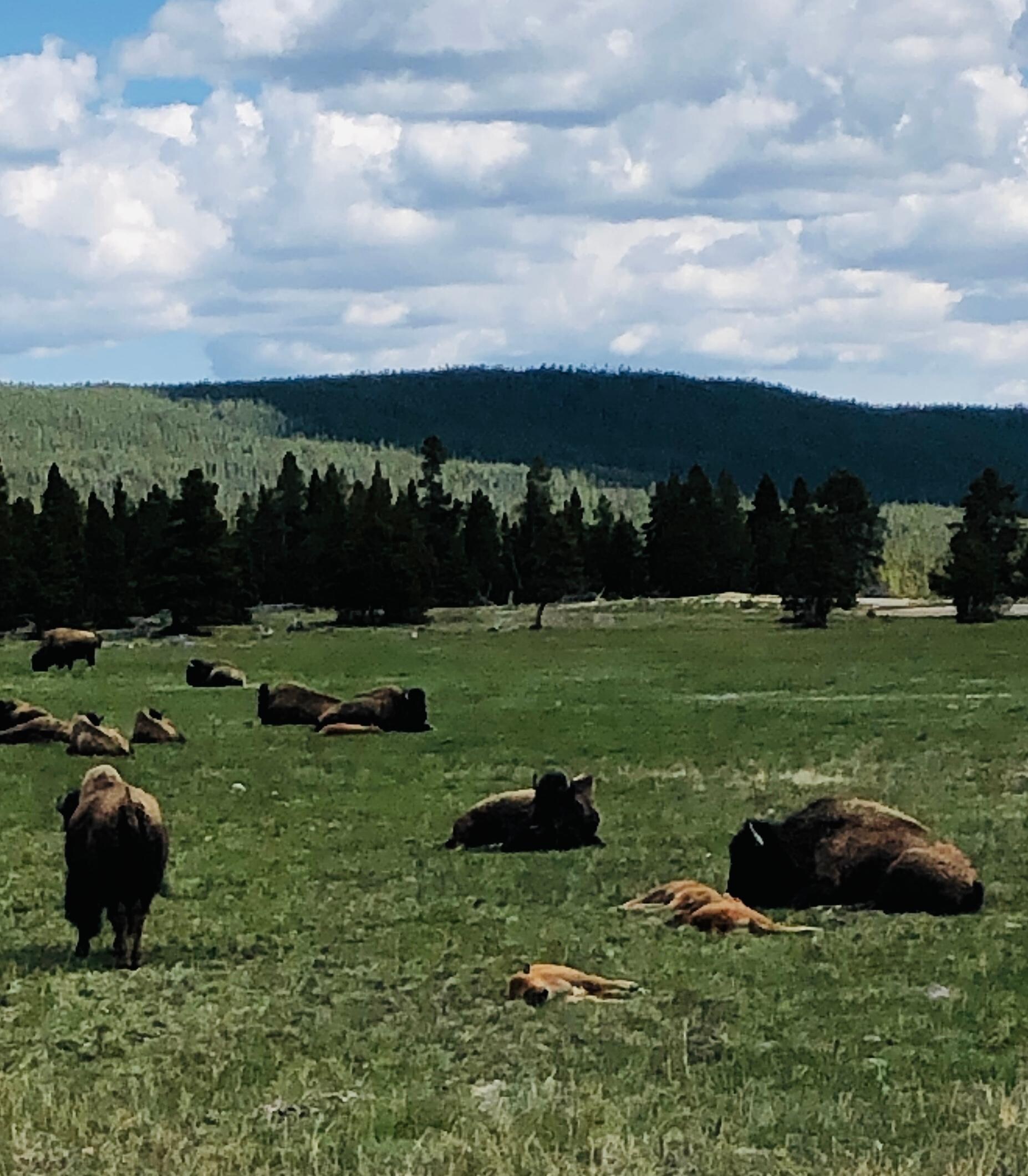 Bison