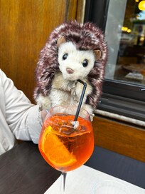 Mrs Hedgehog enjoying an Aperole Spritz