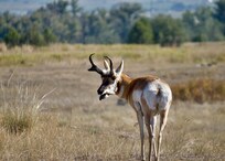Pronghorn seen at CSKT Bison Range, besides buffalo.
