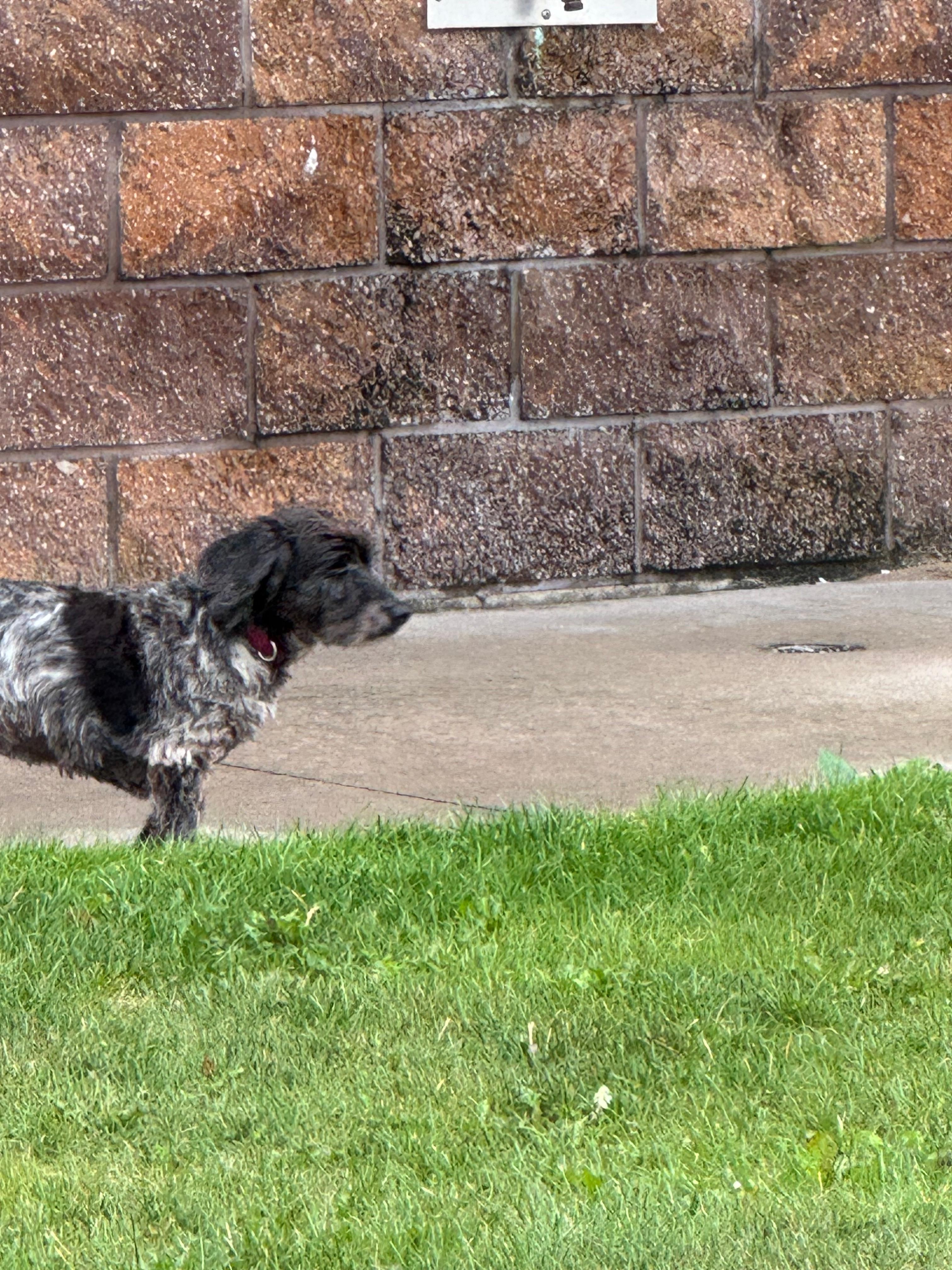 Molly loved the bunk beds