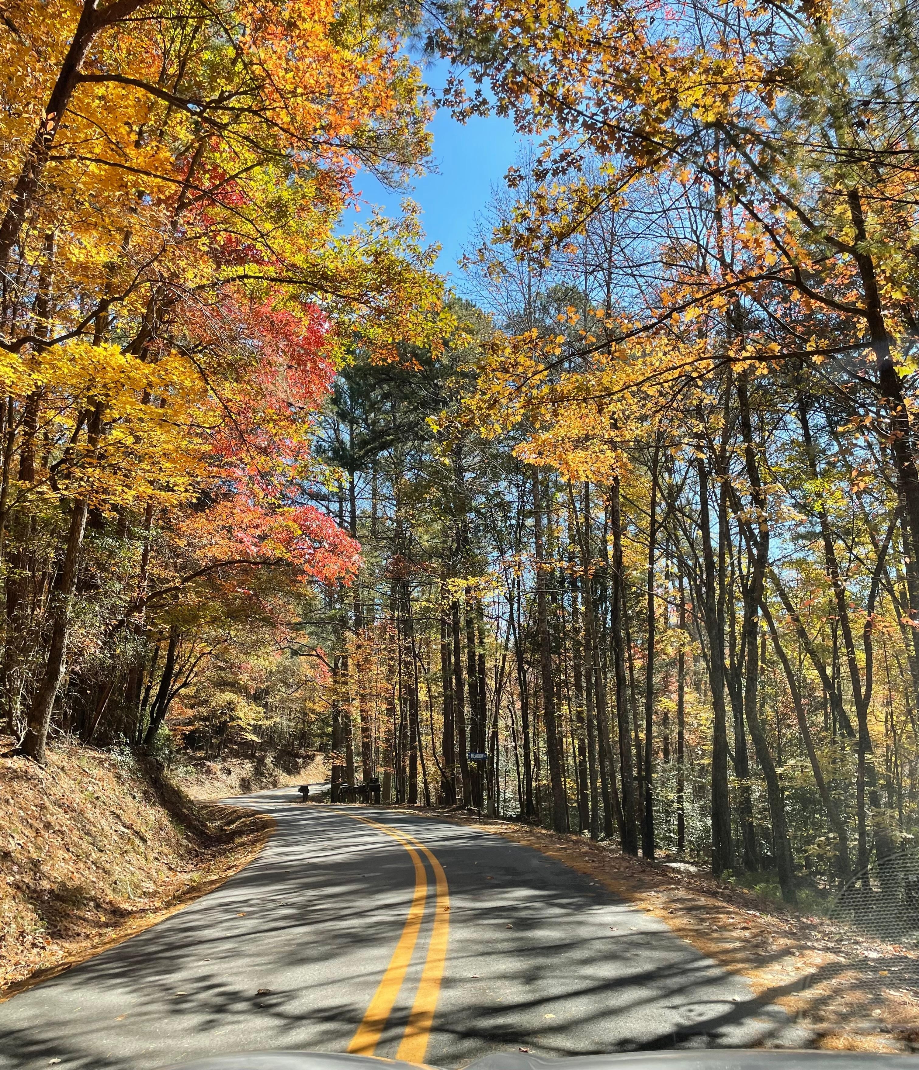 Tree-lined mountain roads