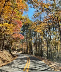 Tree-lined mountain roads