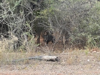 Javalinas nearby one morning.