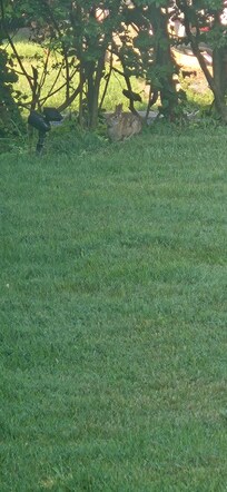#2 of the 2 bunnies