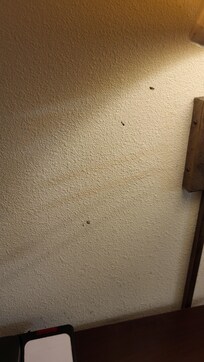 Wall