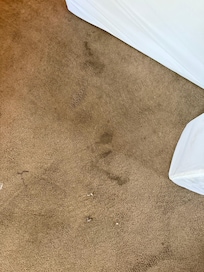 Filthy stained carpet.