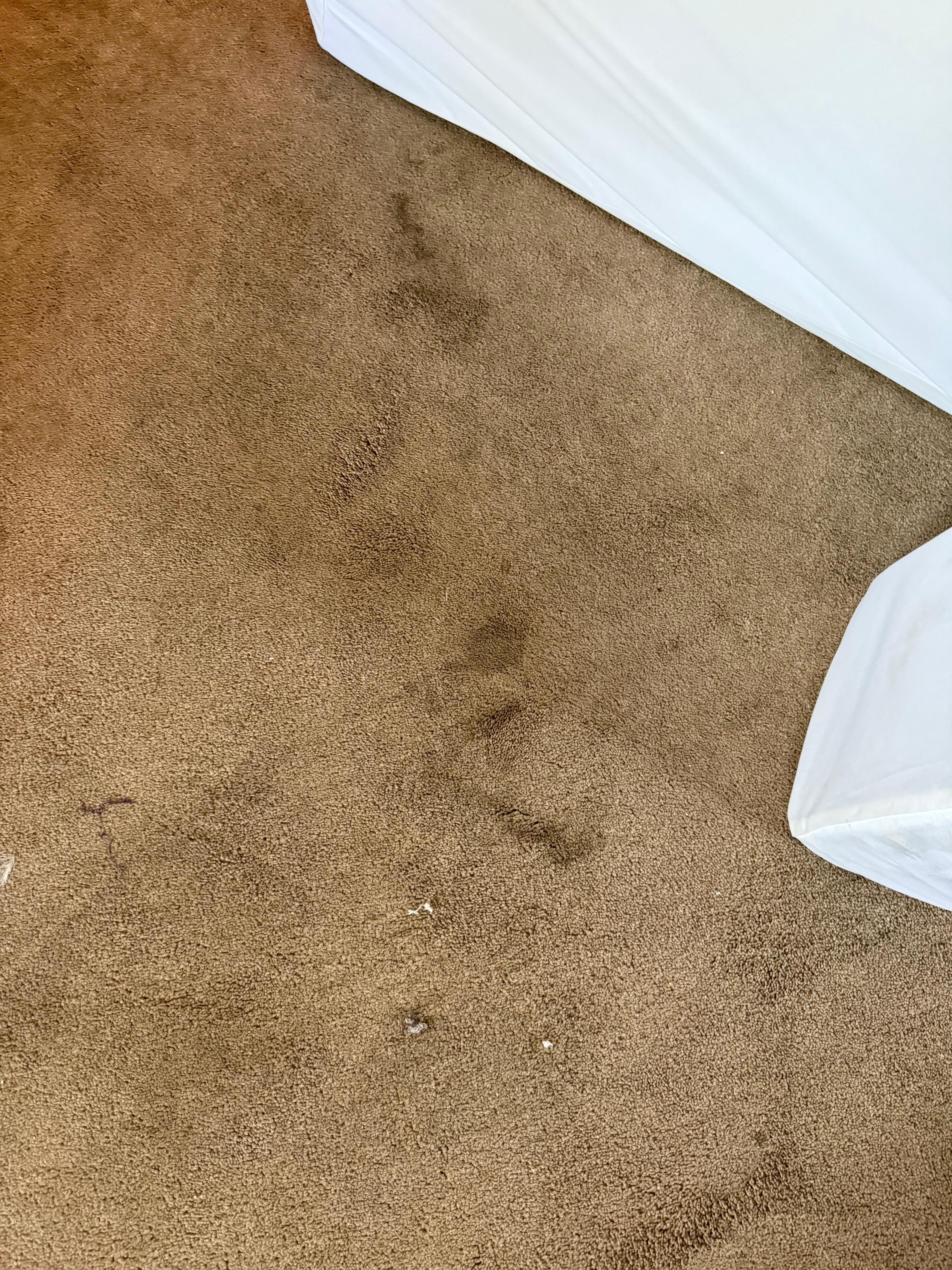 Filthy stained carpet.