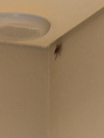roach in room