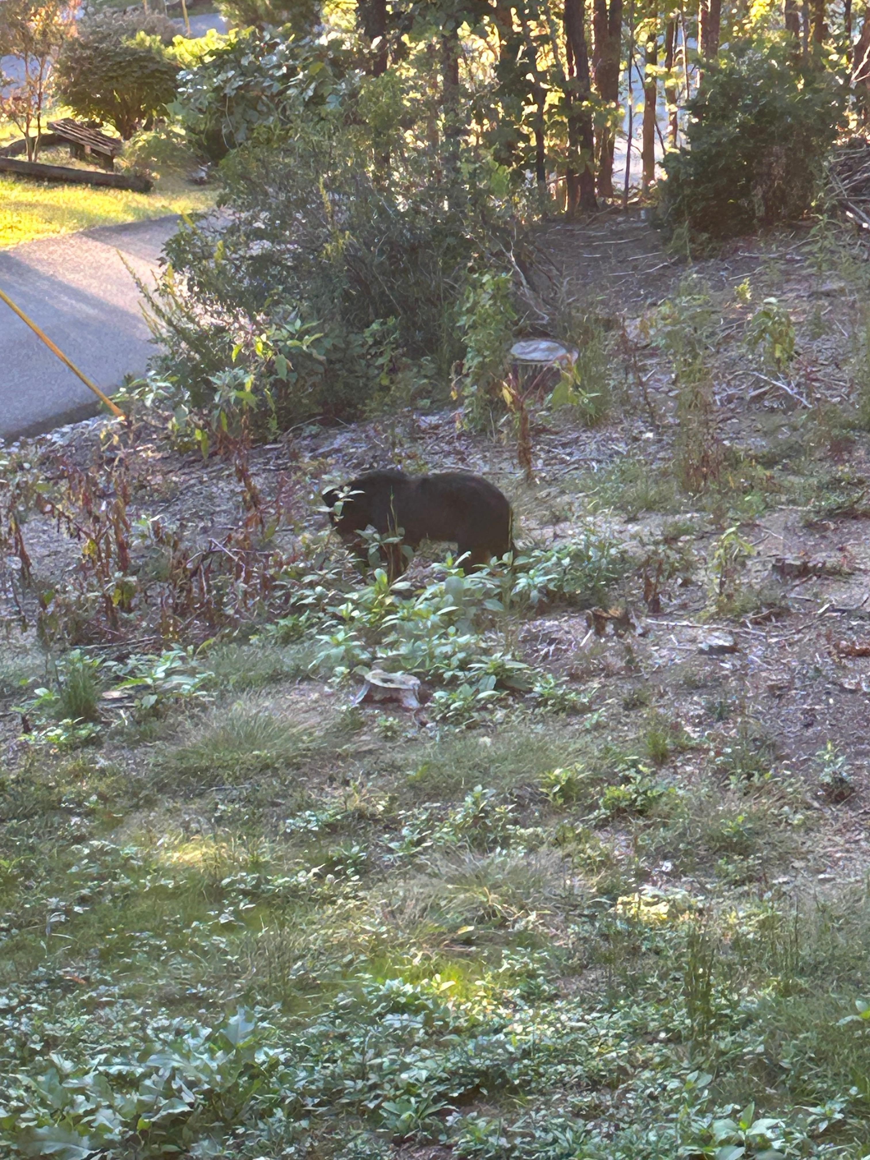 Loved seeing the bear forage in the front yard from a safe height on the porch. 
