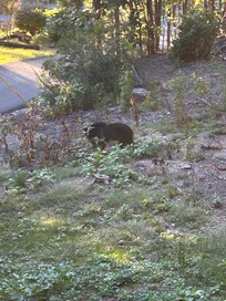 Loved seeing the bear forage in the front yard from a safe height on the porch.
