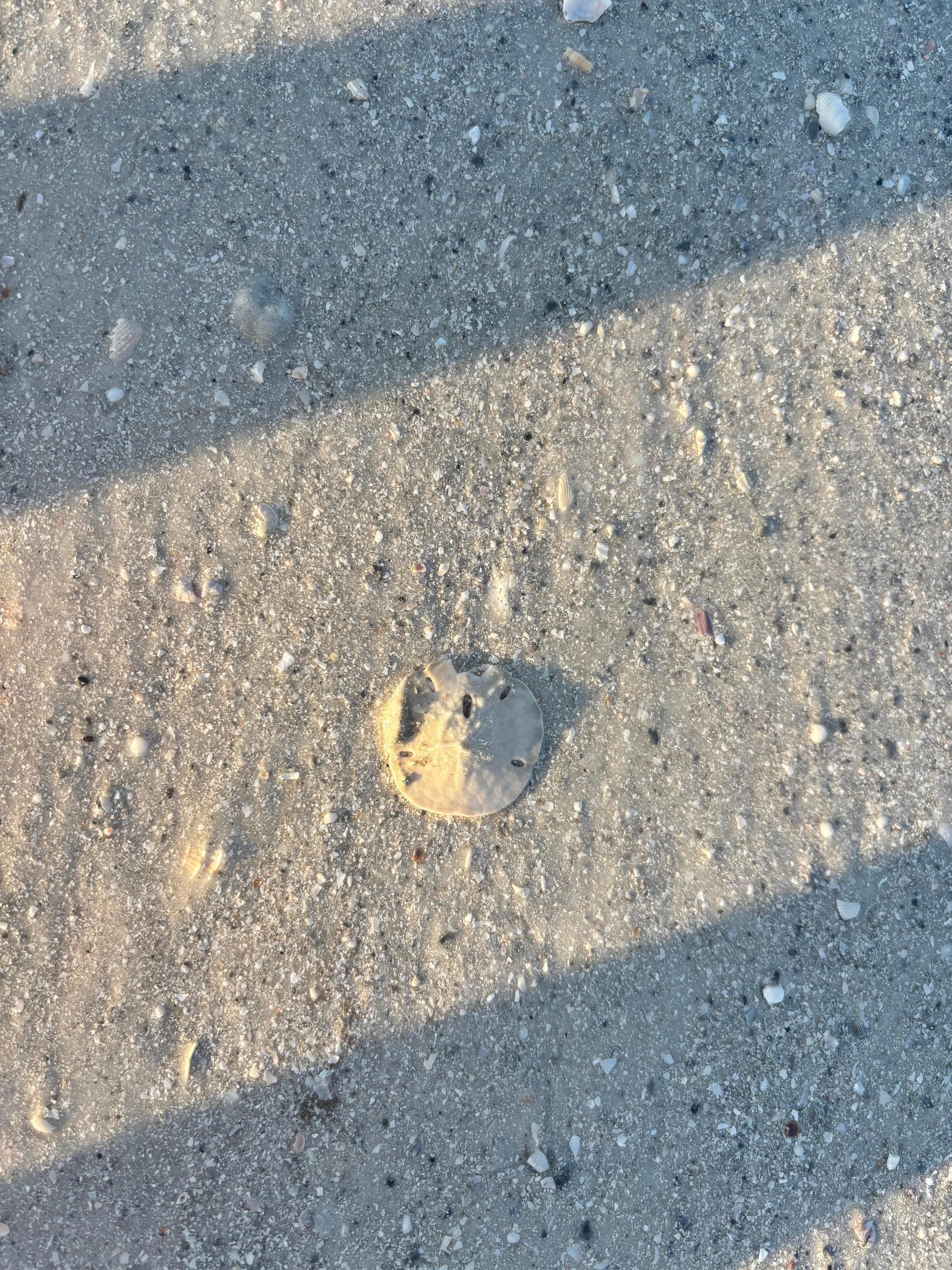 Sand dollars everywhere