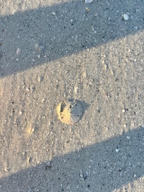 Sand dollars everywhere