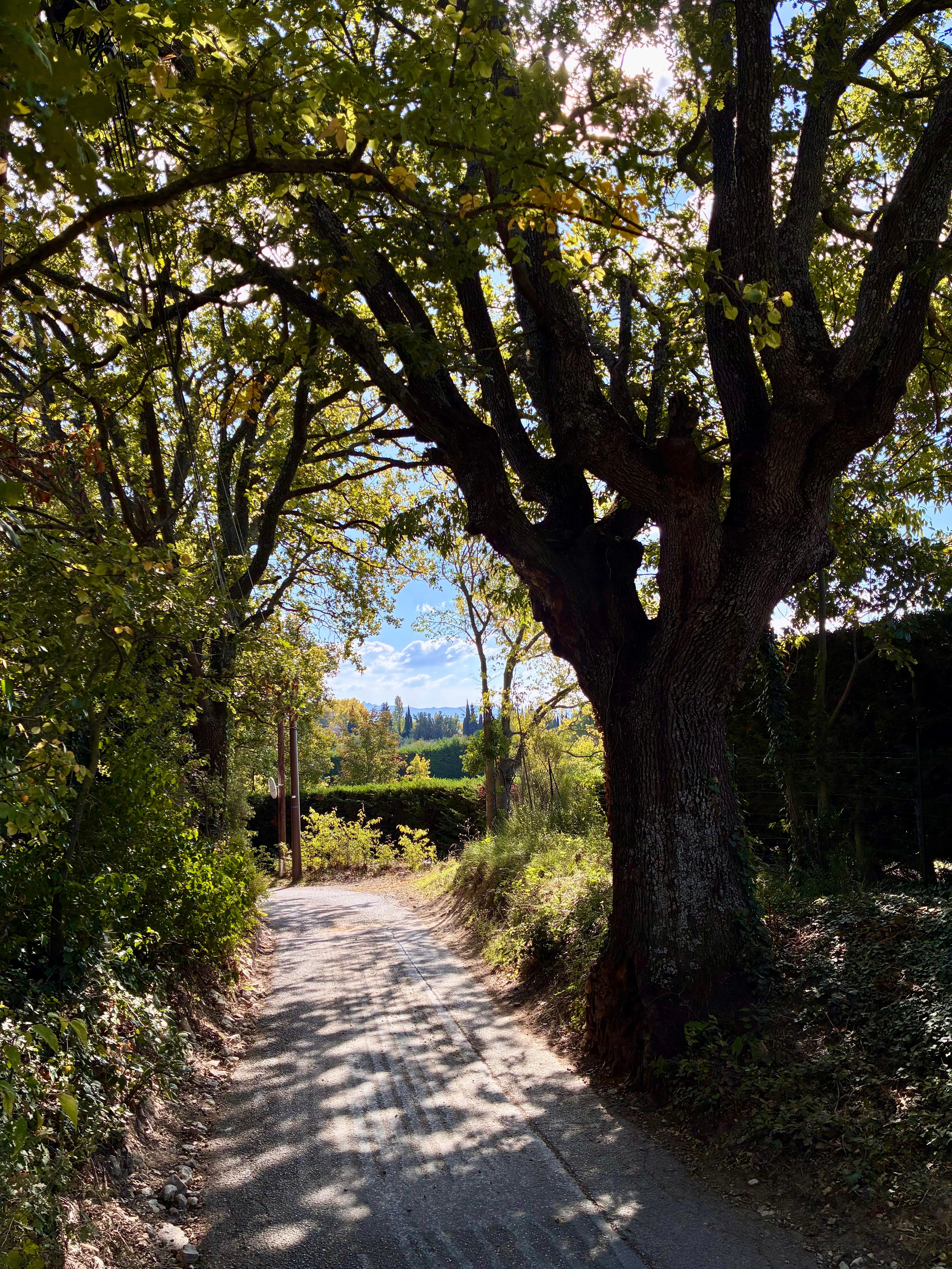 On the walk from the house to the bus stop.