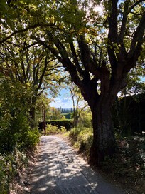 On the walk from the house to the bus stop.