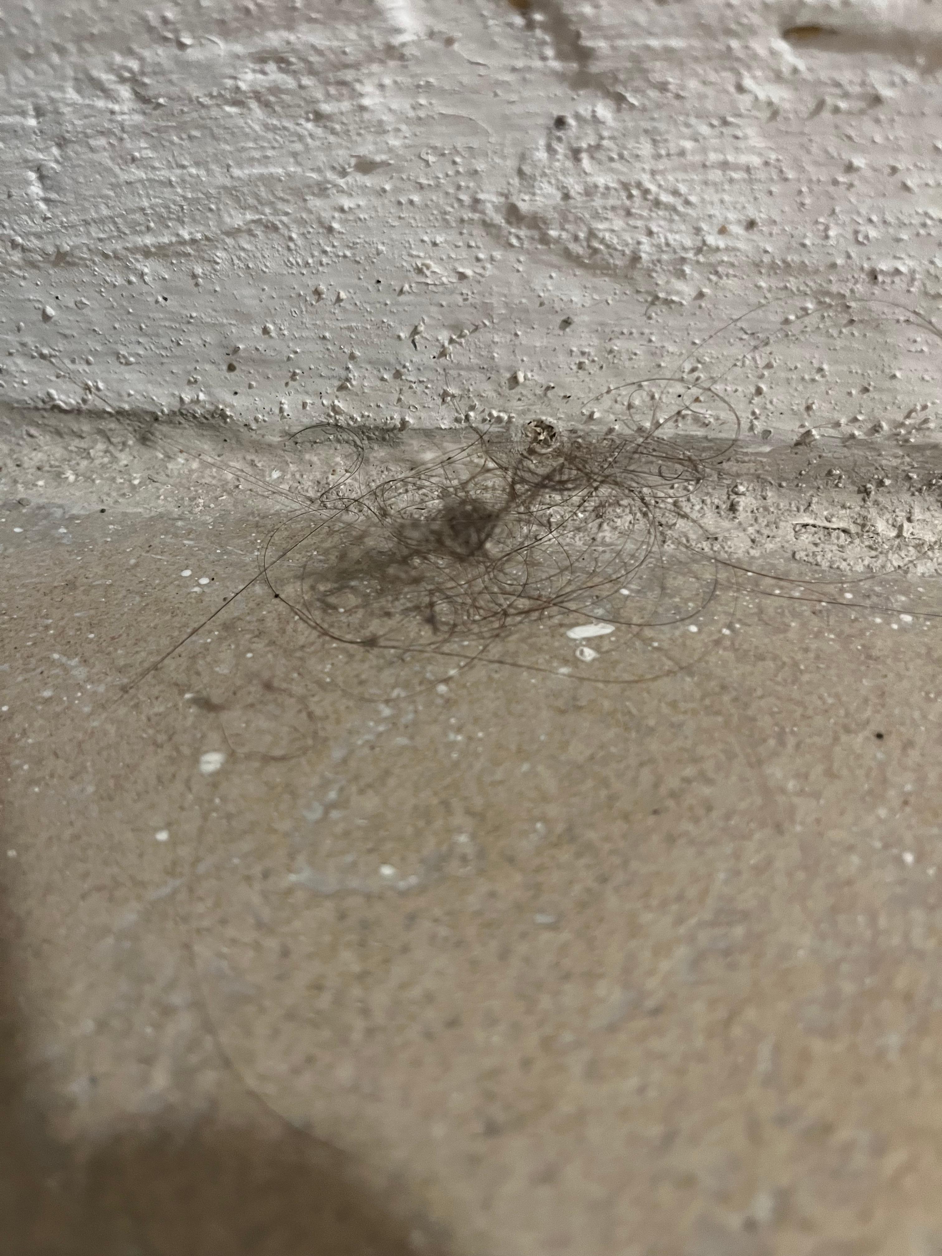 Hairball on the floor 