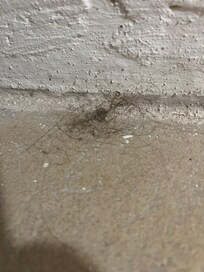 Hairball on the floor