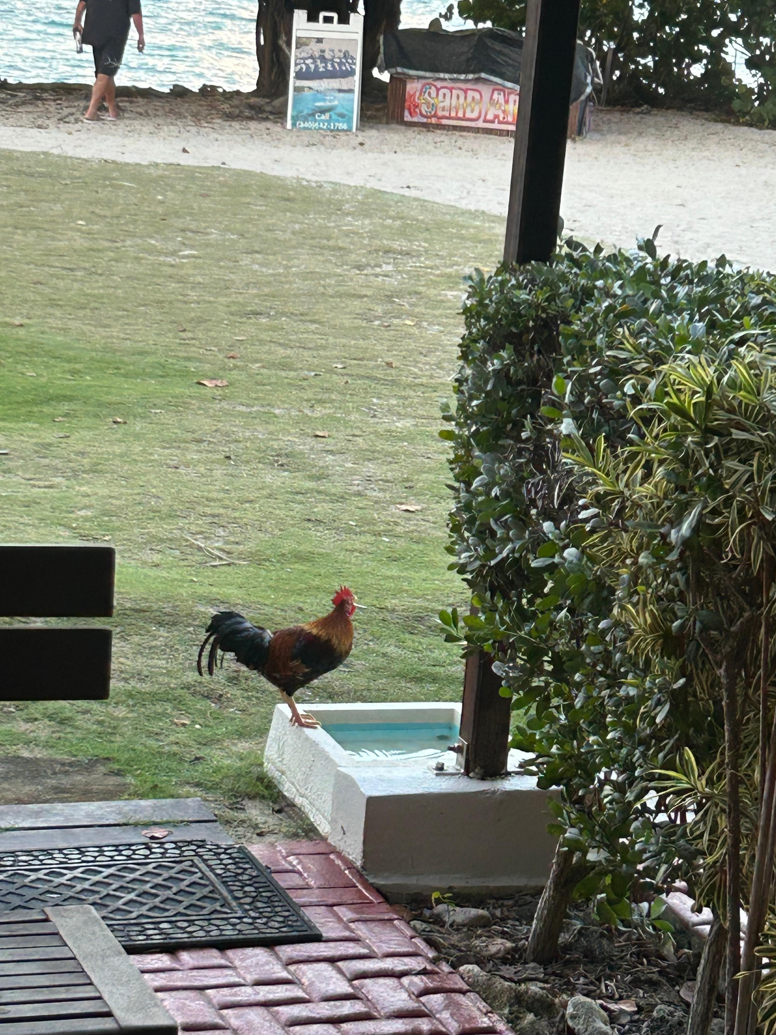 Rooster off of patio drinking water from the foot rinse at condo 