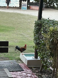 Rooster off of patio drinking water from the foot rinse at condo