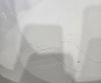 Hair accumulated in the sink