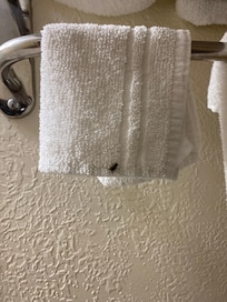 2nd towel different bug