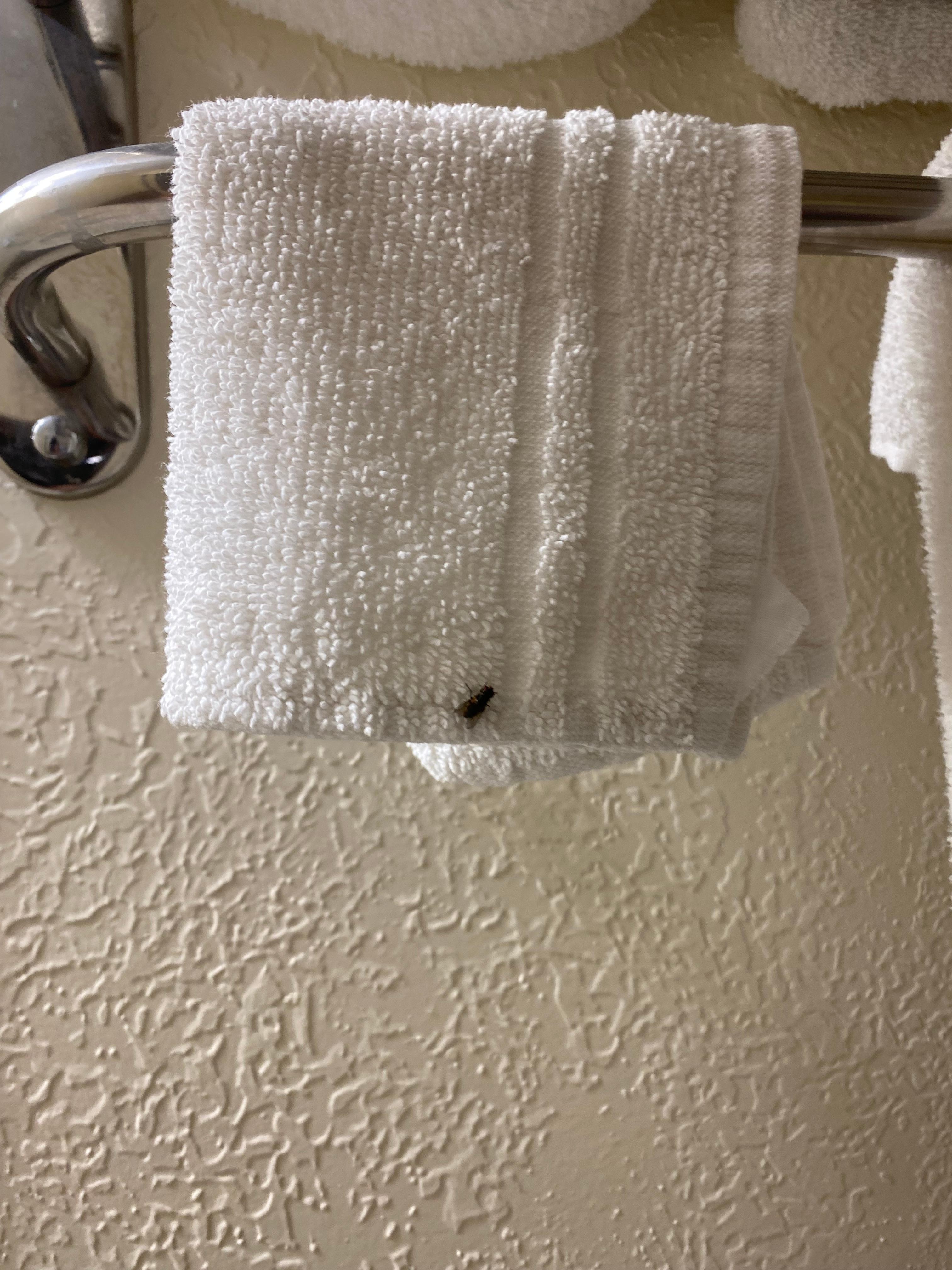 2nd towel different bug