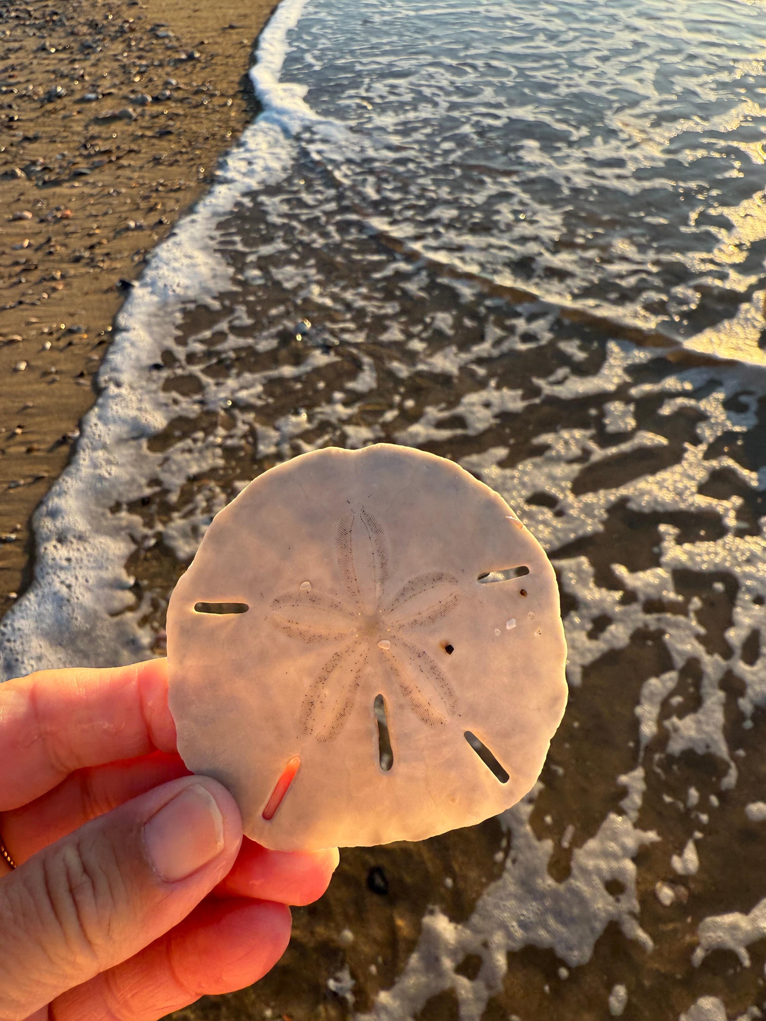 Lucky morning sea shell hunting