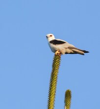 Black Shouldered Kite