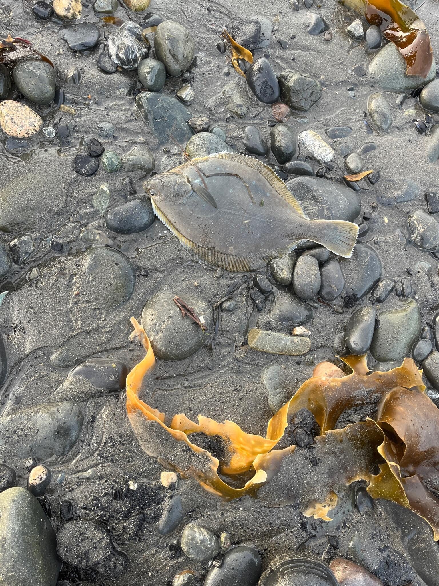 Flounder