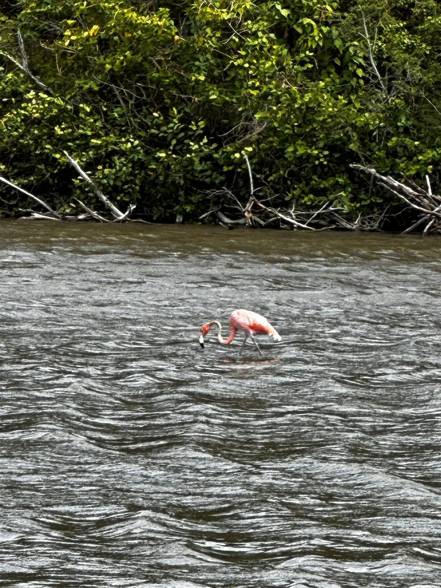 Flamingo at Francis Bay salt pond