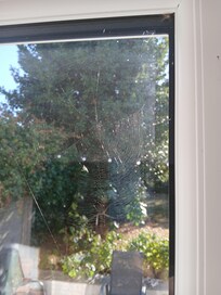 Cobwebs inside and outside patio window
