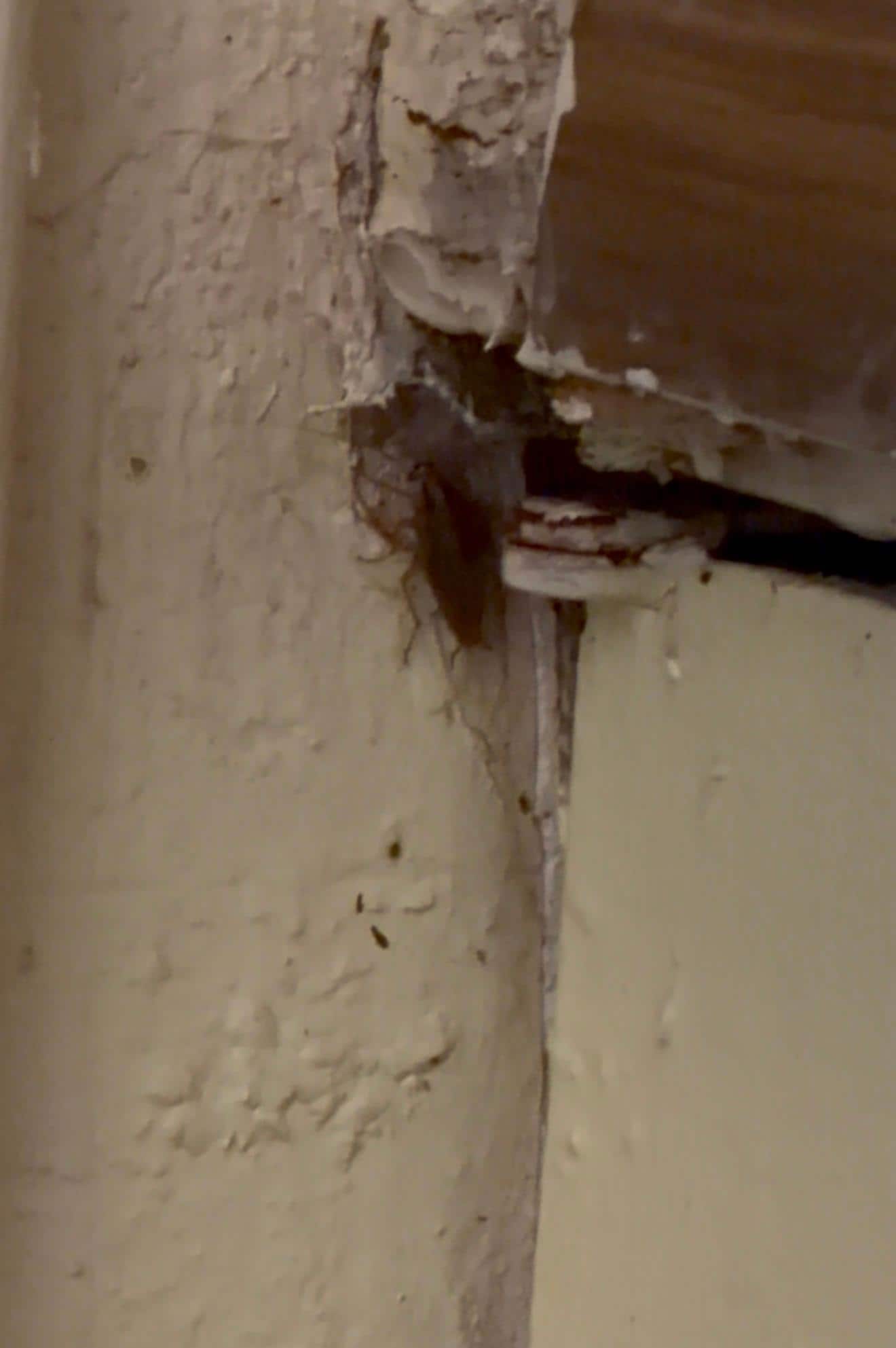 Bugs and roaches in the room