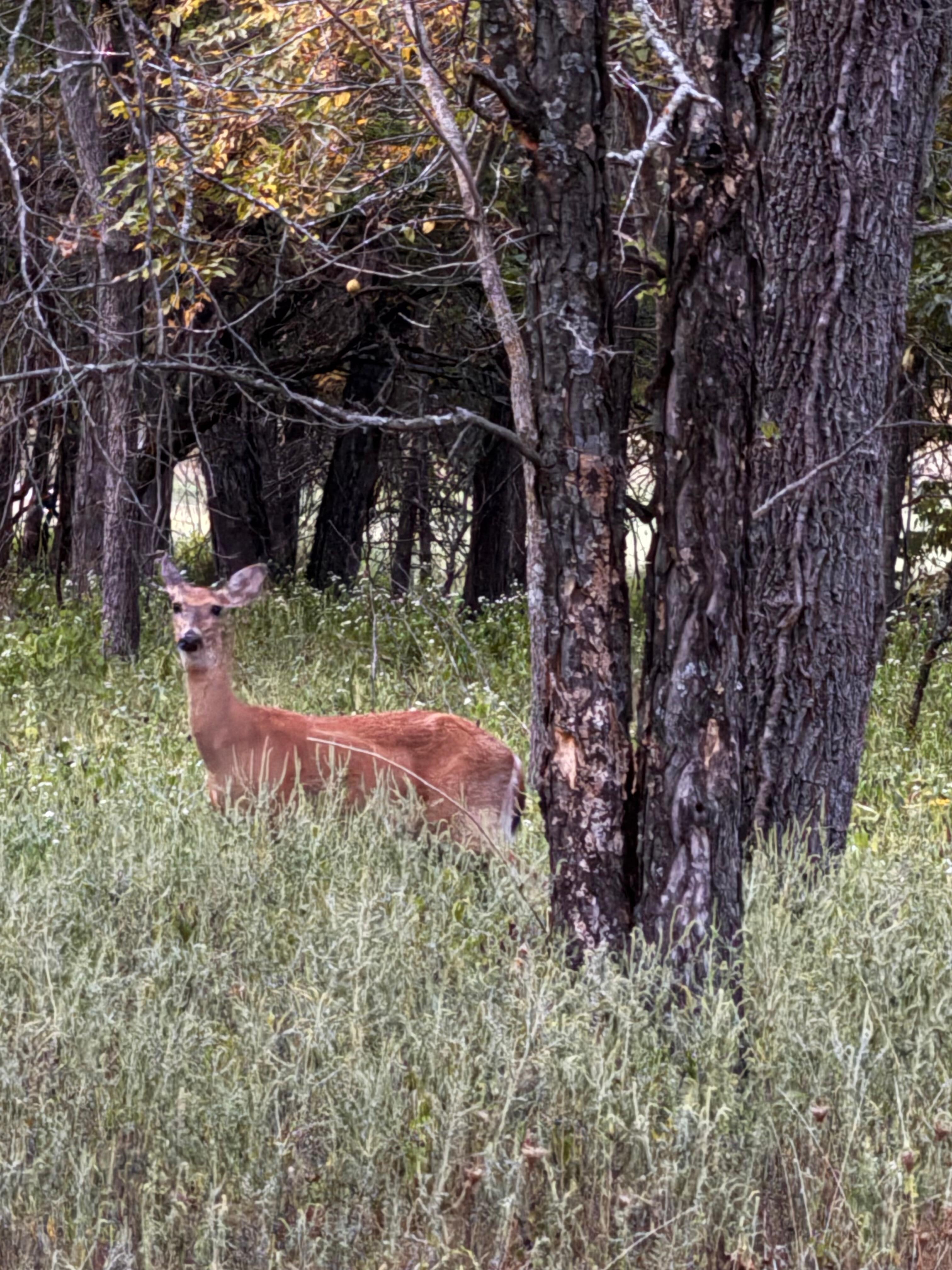 Saw tons of wildlife!