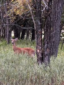 Saw tons of wildlife!