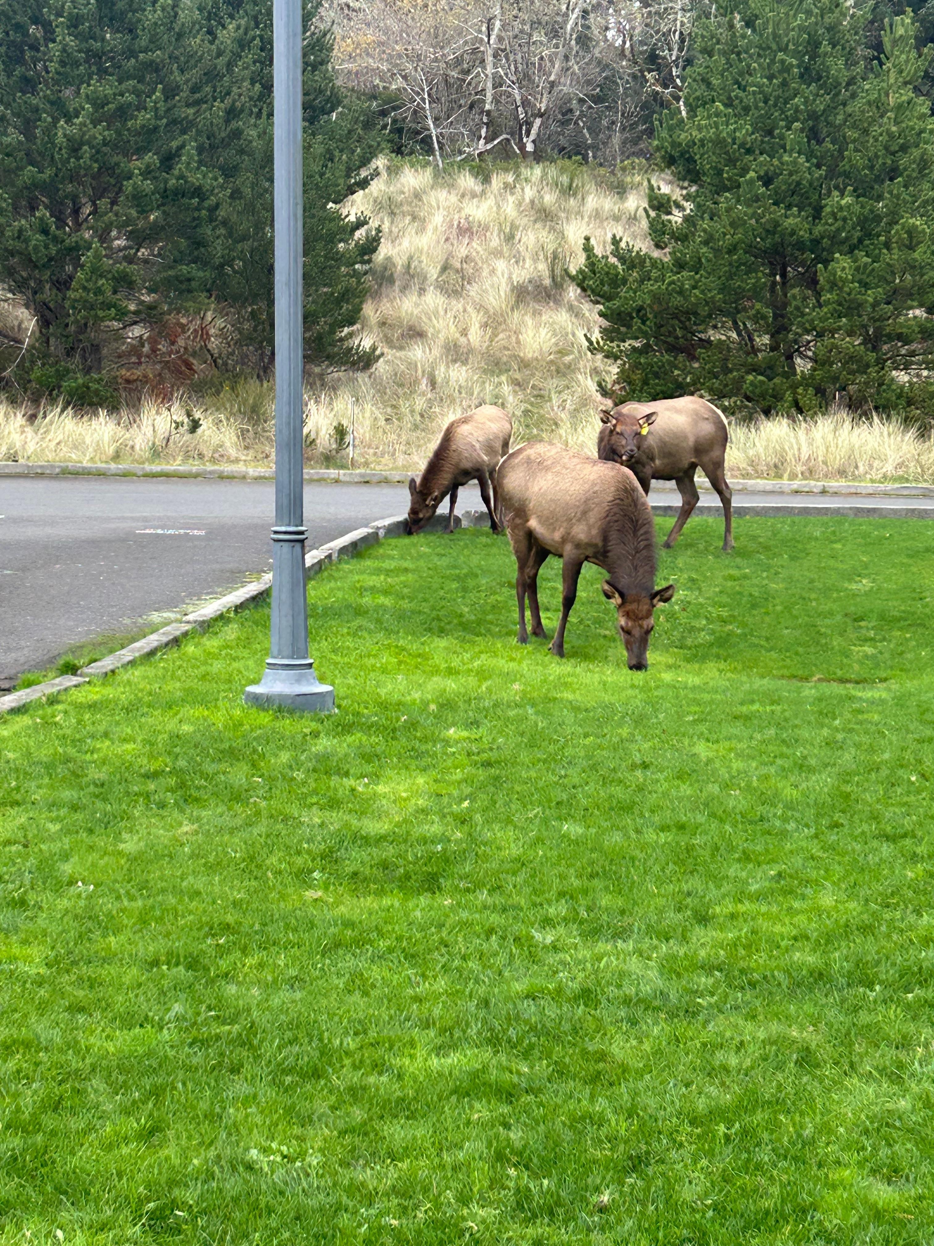 Elk at Fort Stevens Park