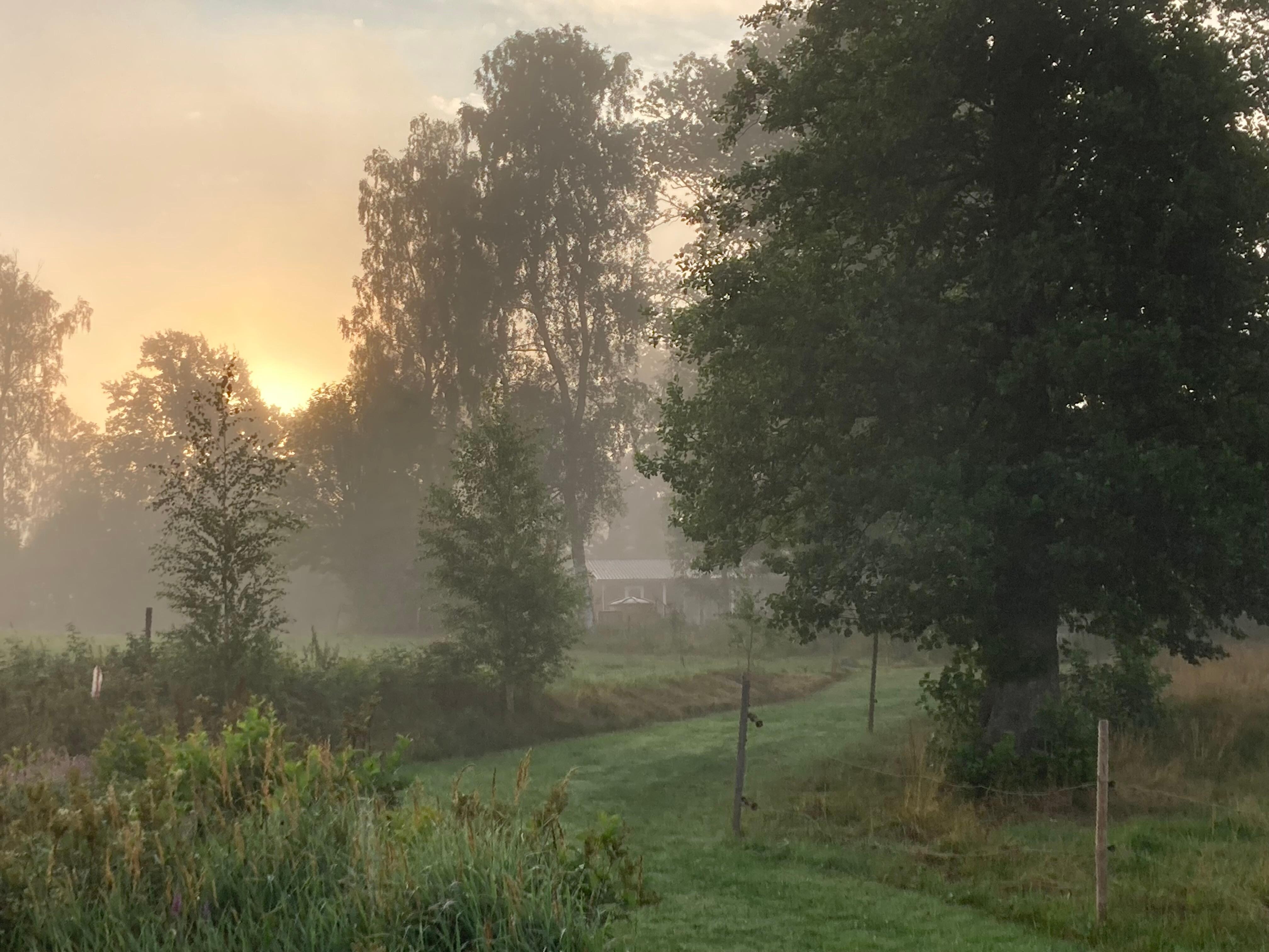 Morgenstimmung am See