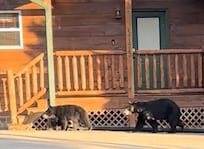 We met this little family. I appreciate the corner mirror on the porch, so we don’t scare them.