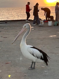 A friendly local