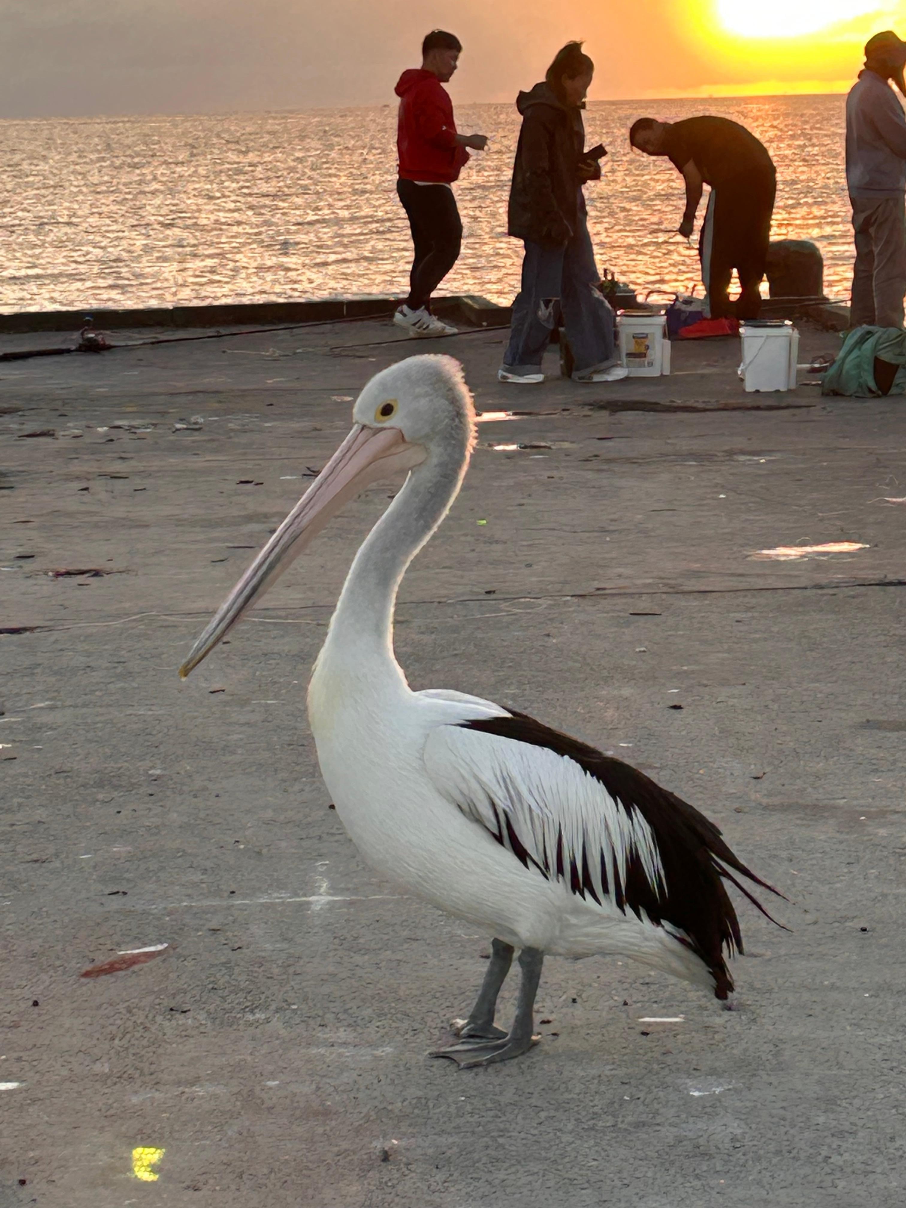 A friendly local